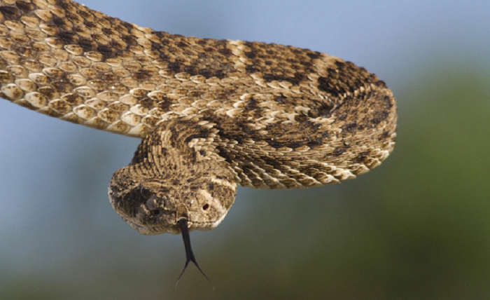 Snake Entering