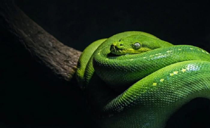 Snake Entering