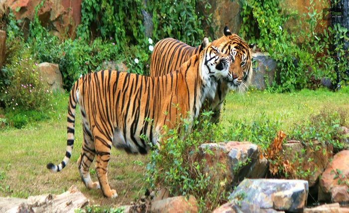 vantara zoo ticket price